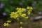 Yellow patrinia flowers