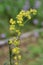 Yellow patrinia flowers