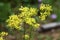 Yellow patrinia flowers