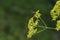 Yellow patrinia flowers