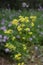 Yellow patrinia flowers