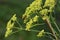 Yellow patrinia flowers