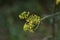 Yellow patrinia flowers