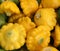 Yellow patty pan, Cucurbita pepo