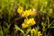 Yellow Pea Wildflowers at Boulder Flatirons