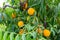 Yellow peaches on trees at fruit plantation