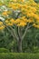 Yellow Peacock Flower