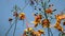 Yellow peacock flower Flam-boyant, The Flame Tree, Royal Poinciana in the wind