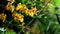 Yellow peacock flower Flam-boyant, The Flame Tree, Royal Poinciana in the wind