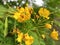 The yellow peacock flower is native to Asia and Africa.