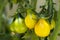 Yellow pear tomatoes on the vine