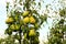 Yellow pears on pear tree