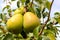 Yellow pears on pear tree