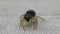 Yellow pedipalps jumping spider cleaning its legs