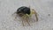 Yellow pedipalps jumping spider turning to me