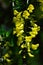 Yellow pendulous racemes with flowers of Common Laburnum, also called Golden Chain, latin name Laburnum Anagyroides