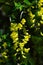 Yellow pendulous racemes with flowers of Common Laburnum, also called Golden Chain, latin name Laburnum Anagyroides