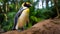 Yellow Penguin Standing On Rock In Brazilian Zoo - High Quality Stock Photo