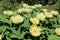 Yellow peonies in bloom in a garden