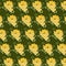 Yellow peonies on green background