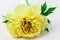 Yellow Peony Bloom with white background