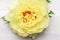Yellow Peony Bloom with white background