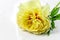 Yellow Peony Bloom with white background and Space