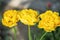 Yellow peony blossom Itoh hybrid Bartzella