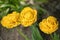 Yellow peony blossom Itoh hybrid Bartzella