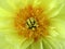 Yellow Peony Flower Close-up