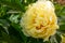 Yellow peony flower in garden. Bartzella Itoh Peony bloom in Park. Large, luminous, golden yellow double bloom. Mother s