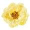 Yellow Peony Flower Isolated Top View