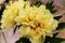 Yellow peony flowers outdoors in summer