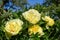 Yellow Peony Hybrid `Bartzella` in the spring garden