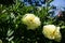 Yellow Peony Hybrid `Bartzella` in the spring garden