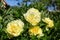 Yellow Peony Hybrid `Bartzella` in the spring garden