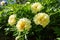 Yellow Peony Hybrid `Bartzella` in the spring garden