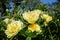 Yellow Peony Hybrid `Bartzella` in the spring garden