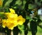 Yellow people, yellow bells. The Thai name is called Thong Rai.  Selected focus attracts bees, background, green leaves, blurred