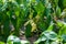 yellow pepper ripens in a greenhouse, close up