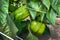 yellow pepper ripens in a greenhouse, closeup