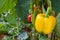 Yellow peppers growing in the garden