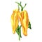 Yellow peppers, marconi sweet pepper, ripe organic vegetable, close-up, vegetarian food, package design element