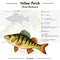 Yellow Perch infographic