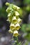 Yellow perennial foxglove, Digitalis grandiflora, Bavaria, Germany, Europe