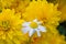 Yellow perennial Golden Glow, Rudbeckia laciniata plant, flower of camomile