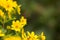 Yellow perennial heliathus