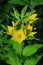 Yellow perennial wildflowers flowers the Dotted Loosestrife Latin: Lysimachia punctata is a flowering plant species in the