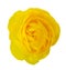 Yellow Persian Buttercup