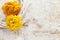 Yellow persian buttercup flowers (ranunculus) on wooden background.